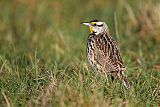 Eastern Meadowlarkborder=